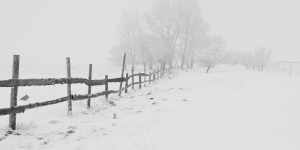 protect garden fence panels winter