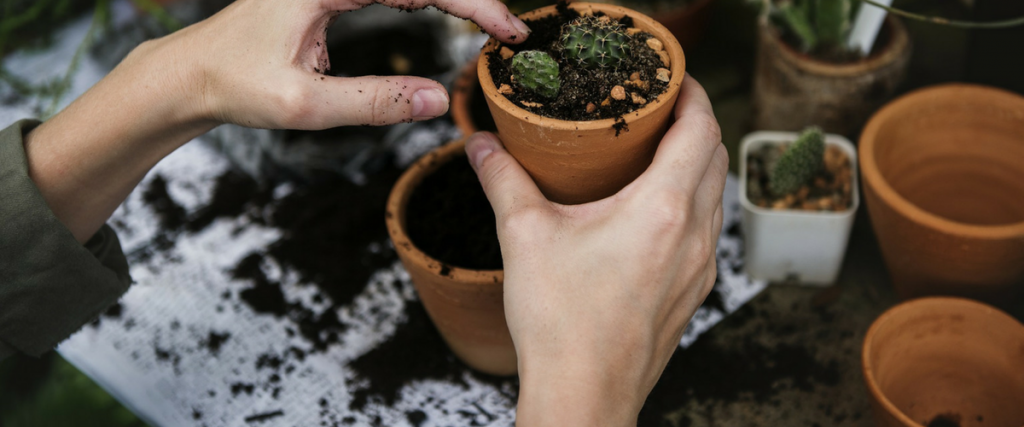 Growing Own Food And Vegetables Planting