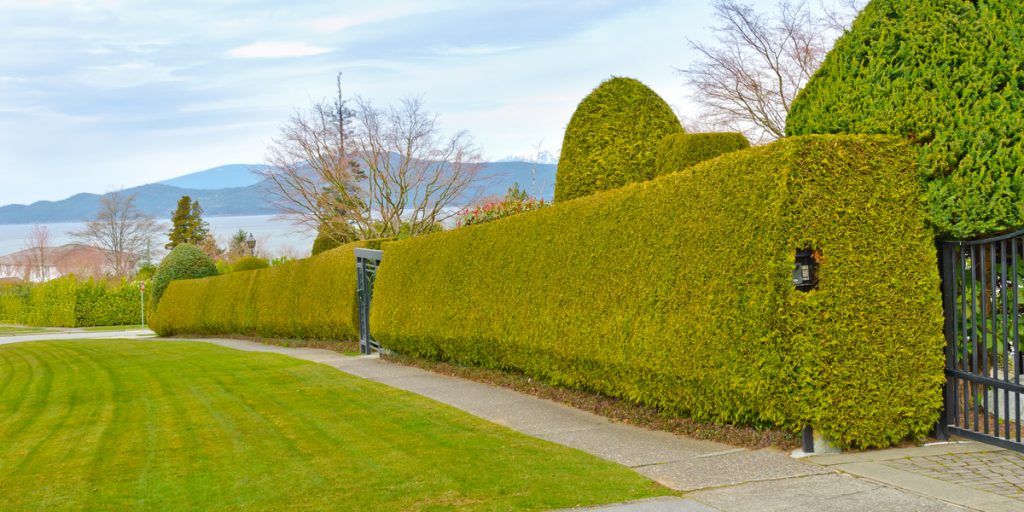 natural-plant-fence